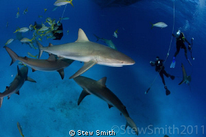 Divers off gassing as the Caribbean Reef Sharks sniff out... by Stew Smith 